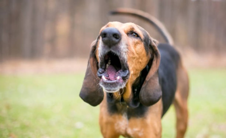 cane che abbaia sanzione prevista